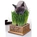 Kittys Garden
