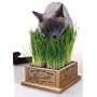 Kittys Garden