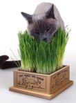 Childrens Toyshop  Pet Supplies : Kittys Garden
