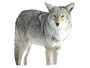Montana Decoys Kojo Coyote Decoy