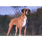 Boxer Photo Placemat2008