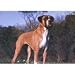   - Boxer Photo Placemat2008