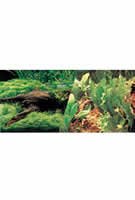 (A1715) Marina Freshwater, 12 inch Aquarium Background, Japanese AquaScape/Freshwater 50′