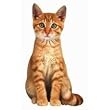 Sammy The Orange Kitten Die-Cut Photographic Magnet