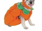 Zack & Zoey Pumpkin Pooch Costumes -- Costumes for Dogs MEDIUM