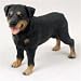 Rottweiler Original Dog Figurine (4in-5in)