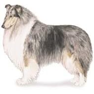 7.5cm x 5cm Acrylic Fridge Magnet-Collie