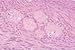 Introductory Histology Microscope Slide Set