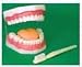 ORAL HYGIENE MODEL