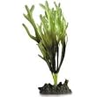 Silk Dictyota Verde Aquarium Plant, Medium Green