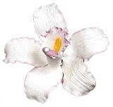 Cymbidium Single Fondant Gum Paste Flower 4