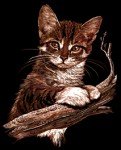 Eigenschaften Mammut / Mini Kratzbild Katze 11,9 x 20,1 cm