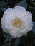 Review   / Camellia Margaret Davies