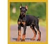 Doberman Puppy Fridge Magnet