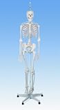 'The Functional Skeleton Model', on a hanging stand. Special model