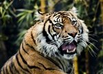 Sumatra Mandheling Coffee, Ground - Three 12 oz Bags (2 1/4 lbs)