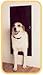 Solo Pet Door Automatic Electronic Dog and Cat Door (18