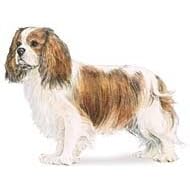 7.5cm x 5cm Acrylic Fridge Magnet-Cavalier