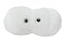 Giant Microbes - Cavity (Streptococcus mutans) Educational Plush Toy