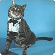 Cat Tuxedo Bride Groom Harness Large