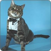 Cat Tuxedo Bride Groom Harness Large