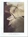 Wild Anemone Art Print Poster By Thomas Kettler, 12 " x 16 "