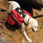 Ruff Wear Palisades Backpack with Hydration System - Med