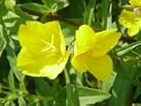 Evening Primrose Capsules