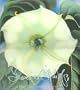 Georgia O'Keeffe: One Hundred Flowers