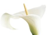 Calla on White - Den Reader | Art Print Poster