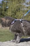 Lupine 1/2 Inch H Style Harness-12-20- Cotton Candy Pattern