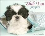 Just Shih Tzu Puppies 2010 Wall Calendar