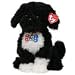 Ty Bo the Portuguese Water Dog