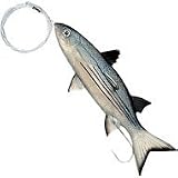 Live Split Tail Mullet 9" Rigged Natural