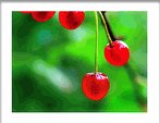 Early Ruby Cherry Tree Five Gallon