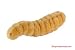 Maggot (Lucilia sericata) GIGANTICMicrobes