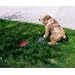 Potty Rock Dog Training Device
