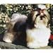 shih_tzu5shih tzu - Shih Tzu Mousepad