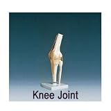 Anatomical Models - Knee Joint, Functional