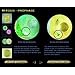 Cell Division I: Mitosis and the Cell Cycle (CD ROM)