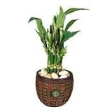NUDT7476 - Lucky Bamboo with Jade Colored Pot