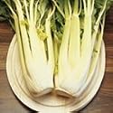 SUTTONS SEEDS: Celery Loretta Seeds (350 seeds)