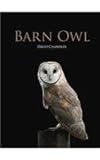 Barn owl