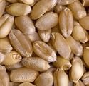 Wheat Berries, Soft White, Organic, 5# Bulk