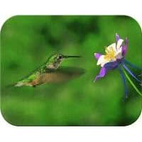 Hummingbird and Columb. - Small