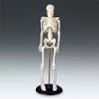Tiny Tim My First Skeleton