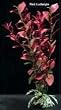 Plastic Plant Ludwidgia Red 4 In