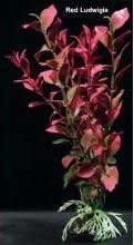 Plastic Plant Ludwidgia Red 4 In