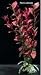 Plastic Plant Ludwidgia Red 4 In