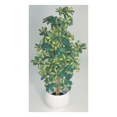 Zwergschefflera 120 cm 408 Bl�tter gb/gr